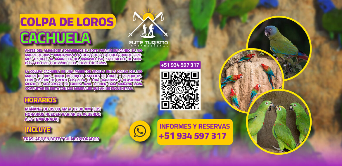 Colpa de Loros Cachuela – tambopata