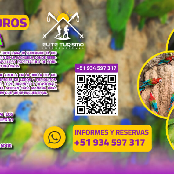 Colpa de Loros Cachuela – tambopata
